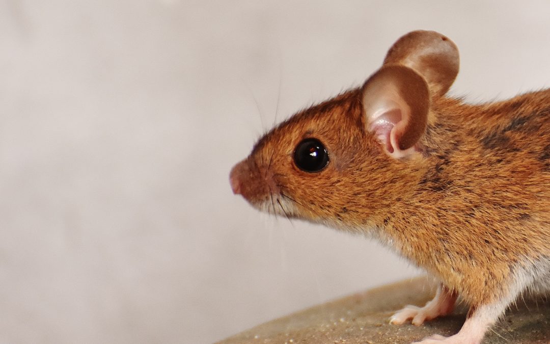 mouse