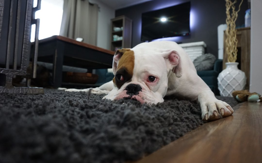 The Pros and Cons of Renting to Tenants Who Have Pets