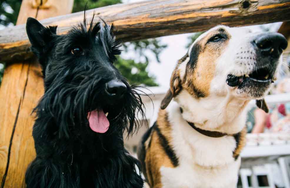 Pet policy for renters