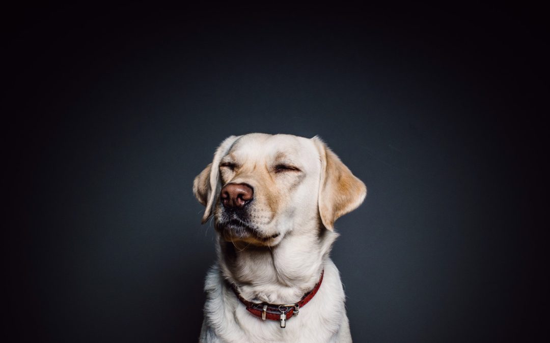 Can a Landlord Deny an Emotional Support Animal