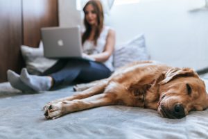 Renters insurance and pets