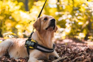 Service Animals