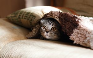 Unauthorized Pets