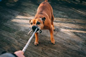 Pet Complaints