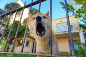 Pet Liability
