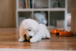 Pet Friendly Rental