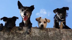 pet screening